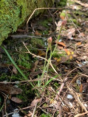 Caladenia pusilla