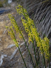 Tripterococcus brunonis