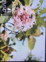 Dais cotinifolia