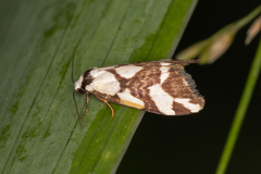 Thallarcha staurocola