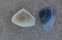 Latona sordida