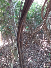 Cyphostemma hypoleucum