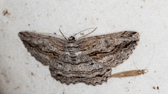 Scioglyptis canescaria