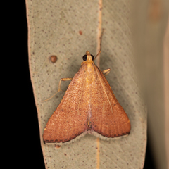 Endotricha pyrosalis