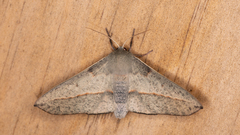 Antictenia punctunculus