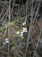 Stylidium repens