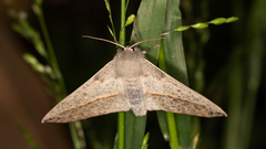 Antictenia punctunculus