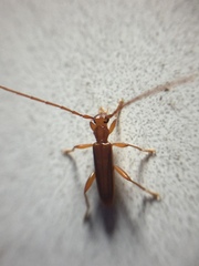 Astetholea pauper