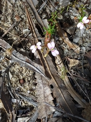 Stylidium repens