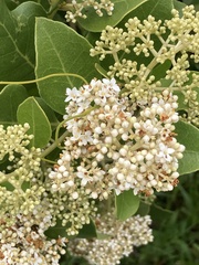 Olea capensis capensis