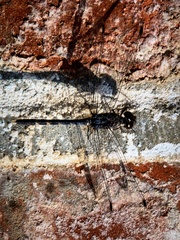 Bradinopyga geminata