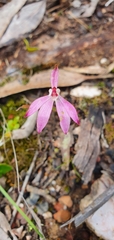 Caladenia fuscata