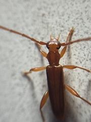 Astetholea pauper