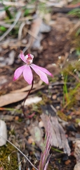 Caladenia fuscata
