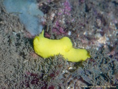 Notodoris citrina