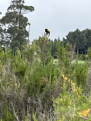 Euplectes capensis capensis