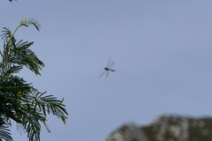 Zygonyx natalensis