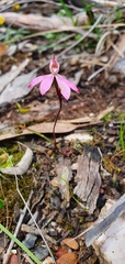 Caladenia fuscata