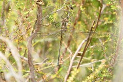 Syncordulia gracilis