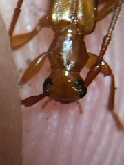 Astetholea pauper