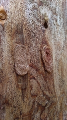 Corticiales