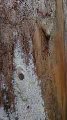 Corticiales
