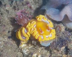 Ardeadoris rubroannulata