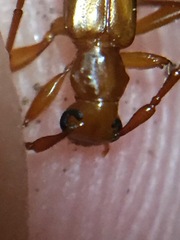 Astetholea pauper