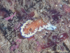 Goniobranchus collingwoodi