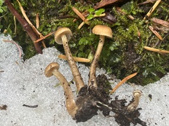 Pseudoomphalina intermedia