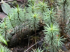 Dawsonia superba