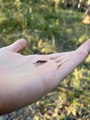 Belidae