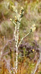 Thesium euphorbioides