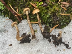 Pseudoomphalina intermedia