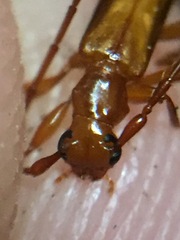 Astetholea pauper