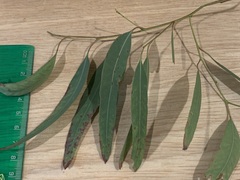 Eucalyptus crebra