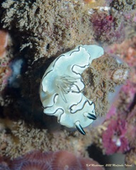 Doriprismatica atromarginata