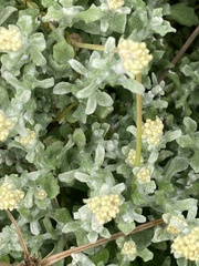 Helichrysum