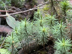 Dawsonia superba