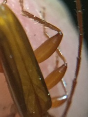 Astetholea pauper