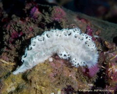 Nudibranchia