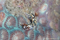 Hypselodoris jacksoni