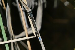 Pseudagrion furcigerum