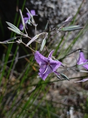 Thysanotus thyrsoideus