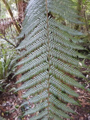 Dicksonia fibrosa