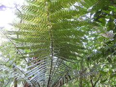 Dicksonia fibrosa