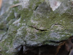 Lecanora strobilina