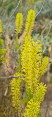 Microdon dubius