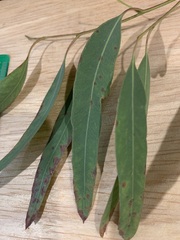 Eucalyptus crebra