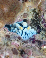 Phyllidia varicosa